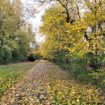 Autumn path covered in yellow leaves, flanked by trees with vibrant fall foliage.