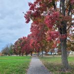 Autumn path lined with vibrant red and orange trees under a cloudy sky.
